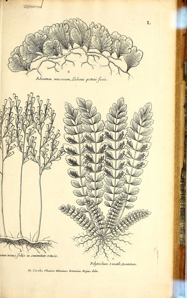 An illustration from Description des plantes de l'Amerique. : Avec leurs figures., 1693, leaf 215