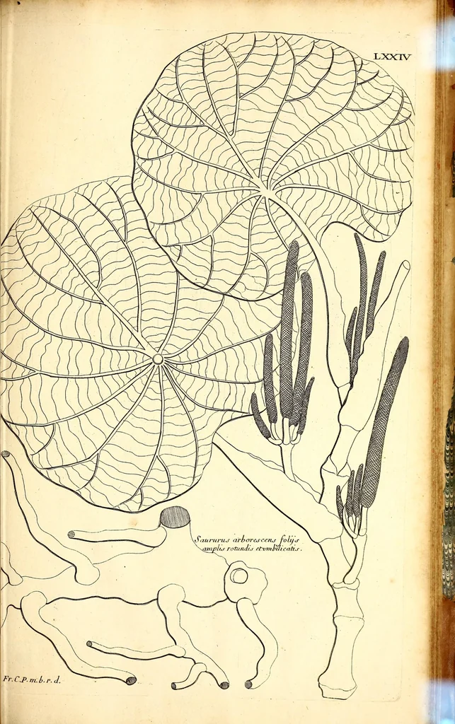 An illustration from Description des plantes de l'Amerique. : Avec leurs figures., 1693, leaf 263
