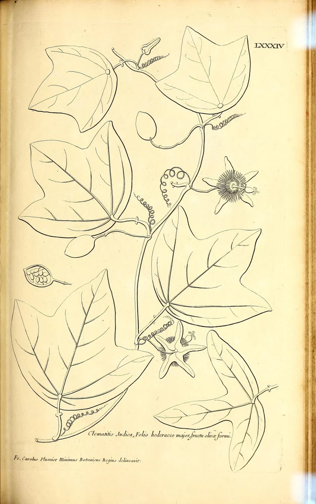 An illustration from Description des plantes de l'Amerique. : Avec leurs figures., 1693, leaf 283