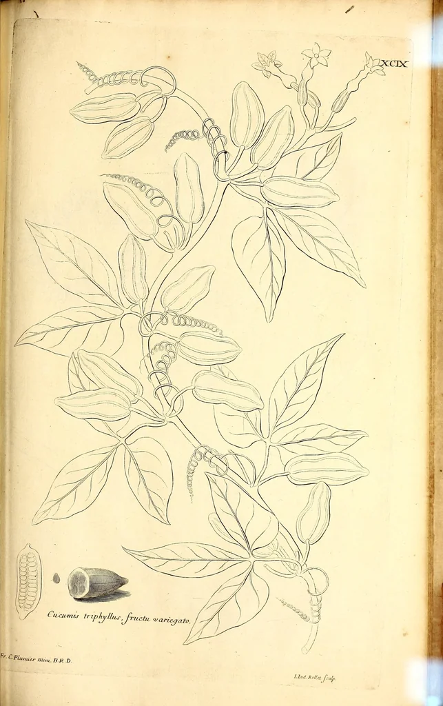 An illustration from Description des plantes de l'Amerique. : Avec leurs figures., 1693, leaf 313