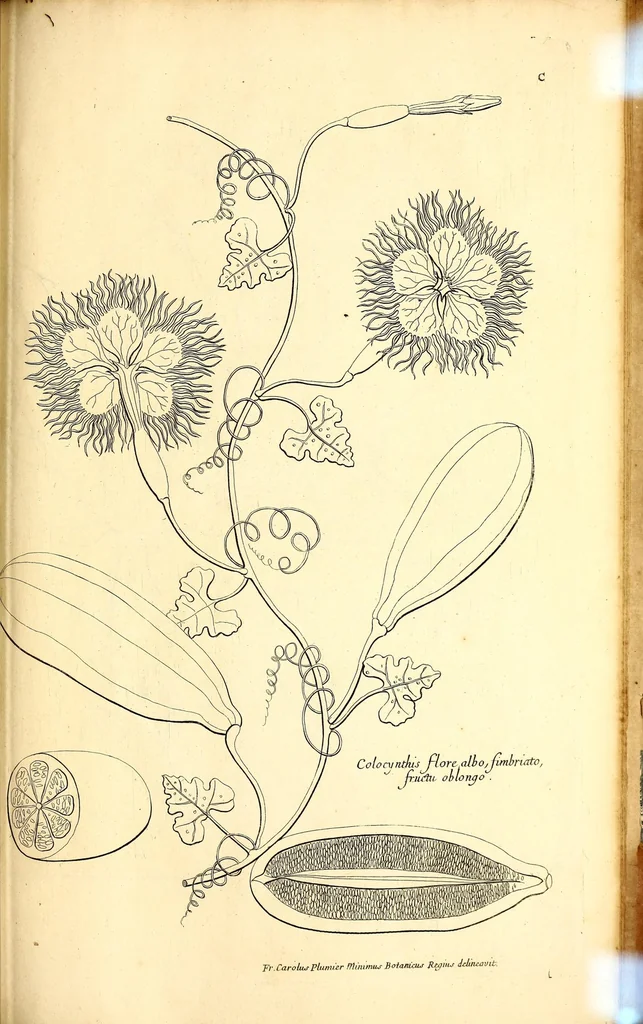 An illustration from Description des plantes de l'Amerique. : Avec leurs figures., 1693, leaf 315