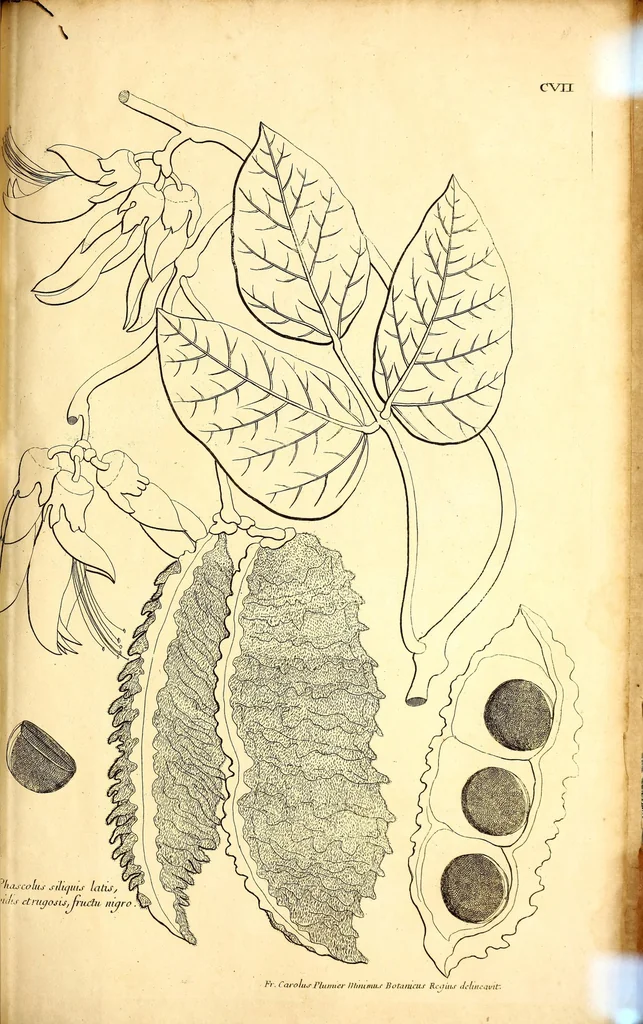 An illustration from Description des plantes de l'Amerique. : Avec leurs figures., 1693, leaf 329