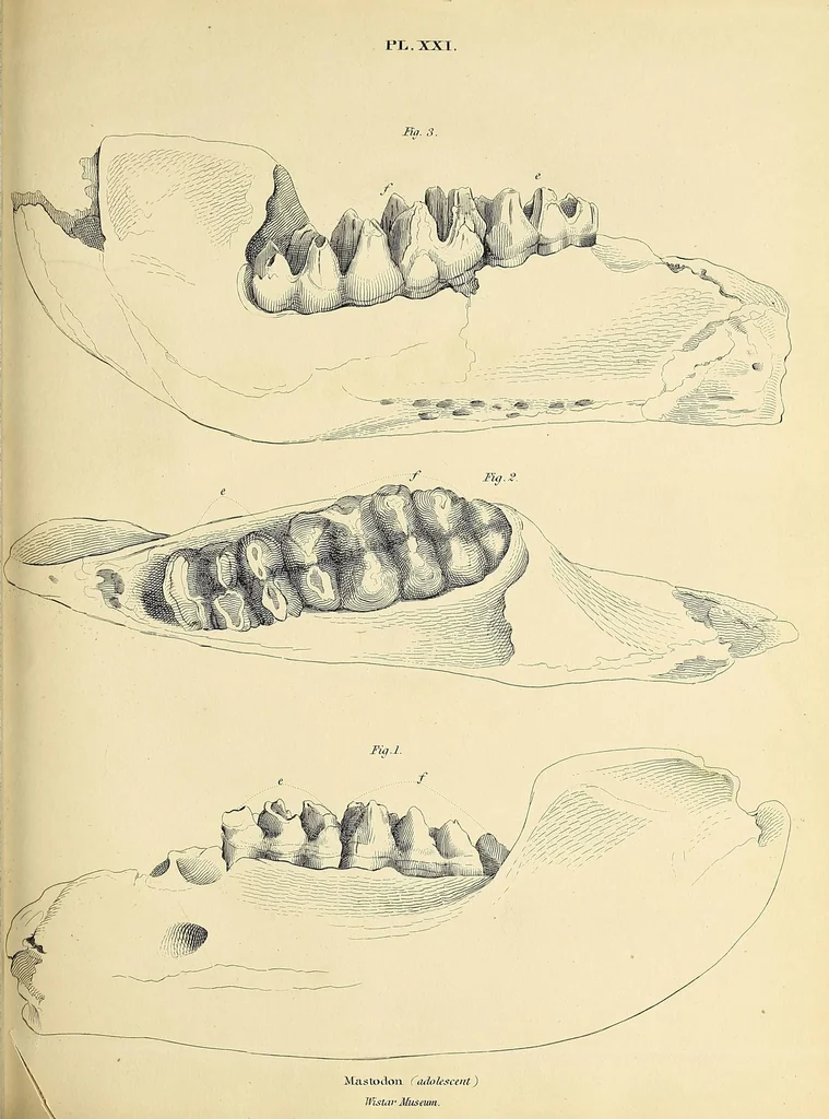 An illustration from Descriptions of the inferior maxillary bones of mastodons : in the cabinet of the American Philosophical Society : with remarks on the genus Tetracaulodon, etc., 1833, leaf 33