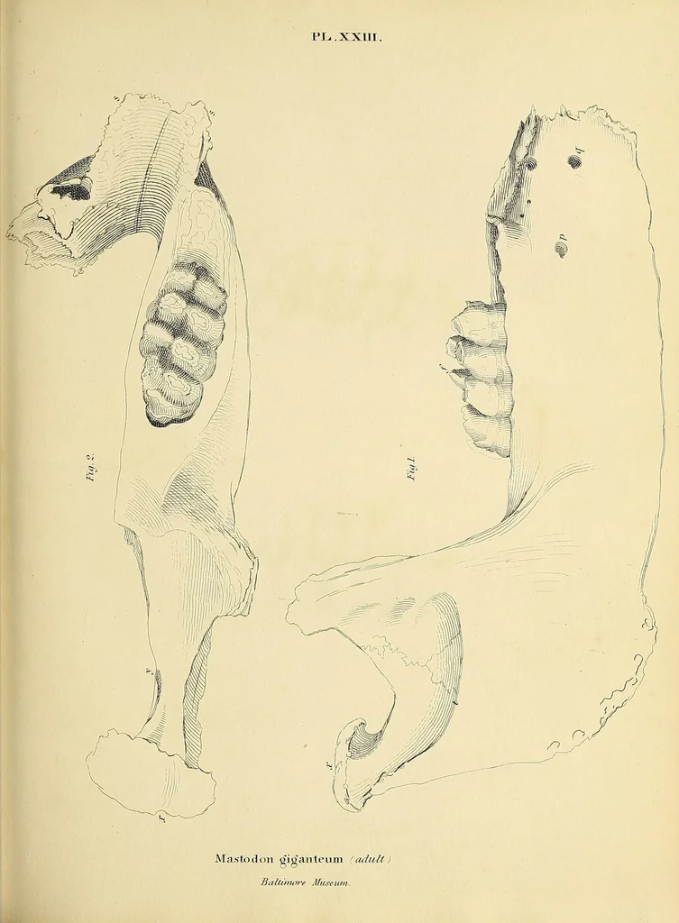An illustration from Descriptions of the inferior maxillary bones of mastodons : in the cabinet of the American Philosophical Society : with remarks on the genus Tetracaulodon, etc., 1833, leaf 37
