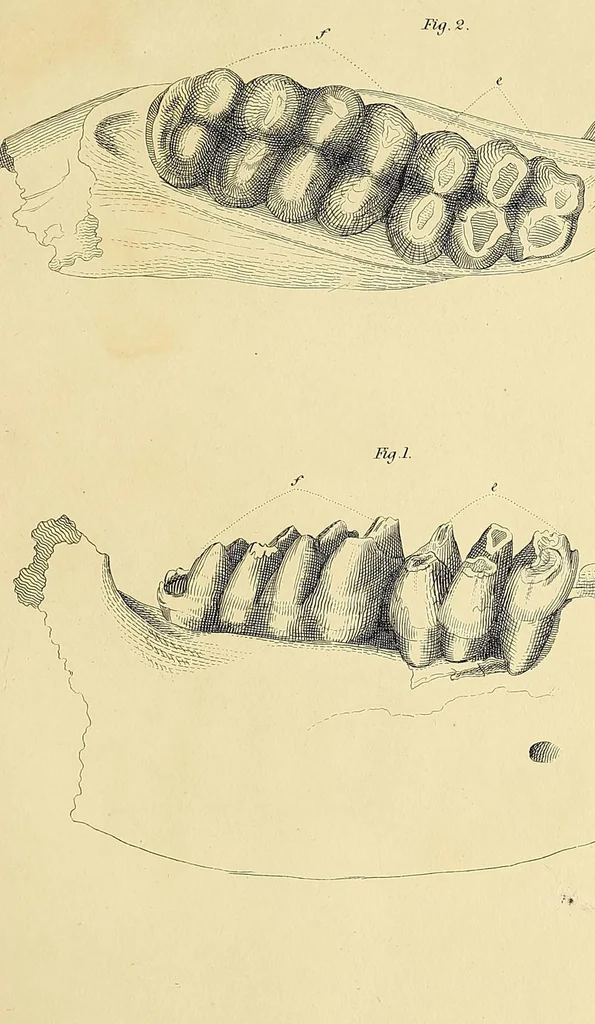 An illustration from Descriptions of the inferior maxillary bones of mastodons : in the cabinet of the American Philosophical Society : with remarks on the genus Tetracaulodon, etc., 1833, leaf 39