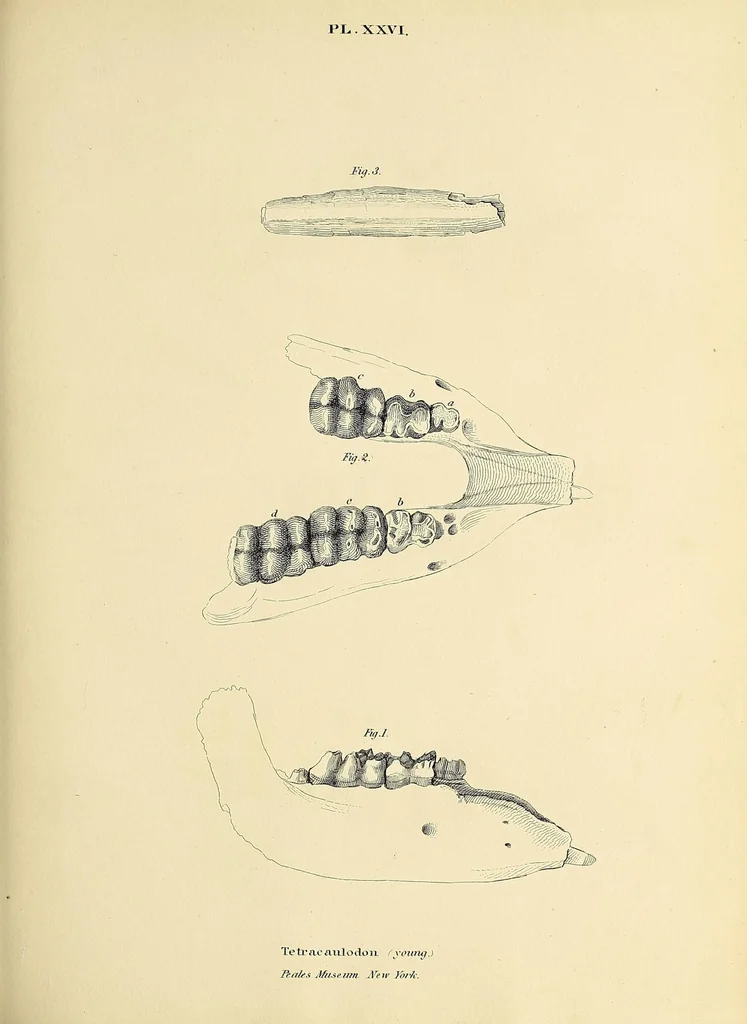 An illustration from Descriptions of the inferior maxillary bones of mastodons : in the cabinet of the American Philosophical Society : with remarks on the genus Tetracaulodon, etc., 1833, leaf 43