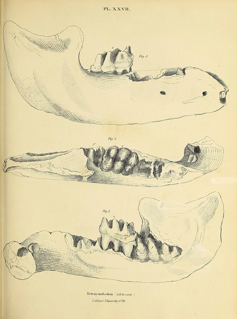 An illustration from Descriptions of the inferior maxillary bones of mastodons : in the cabinet of the American Philosophical Society : with remarks on the genus Tetracaulodon, etc., 1833, leaf 45