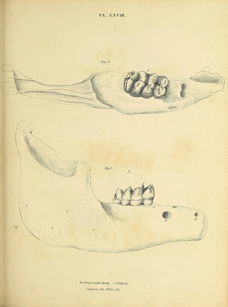 An illustration from Descriptions of the inferior maxillary bones of mastodons : in the cabinet of the American Philosophical Society : with remarks on the genus Tetracaulodon, etc., 1833, leaf 47