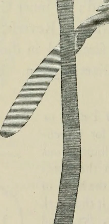 An illustration from A descriptive catalogue of the maiolica, Hispano-Moresco, Persian, Damascus, and Rhodian wares in the South Kensington Museum : with historical notes, marks, & monograms, 1873, leaf 258