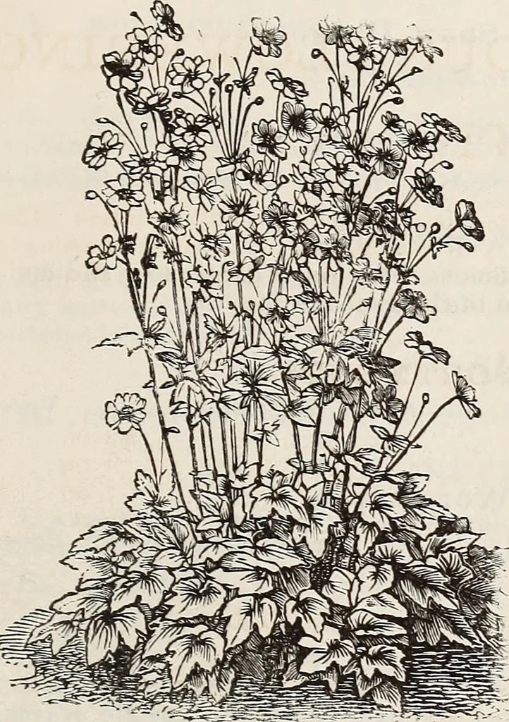 An illustration from Descriptive catalogue of ornamental trees, shrubs, roses, flowering plants, &c, 1875, leaf 105