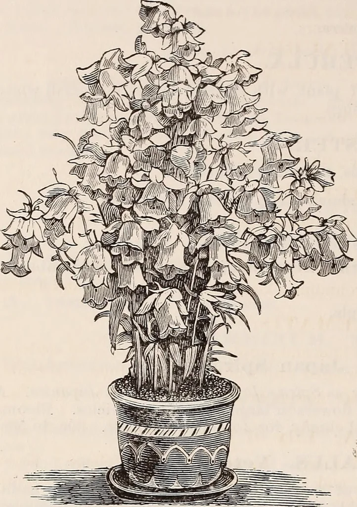 An illustration from Descriptive catalogue of ornamental trees, shrubs, roses, flowering plants, &c, 1875, leaf 108