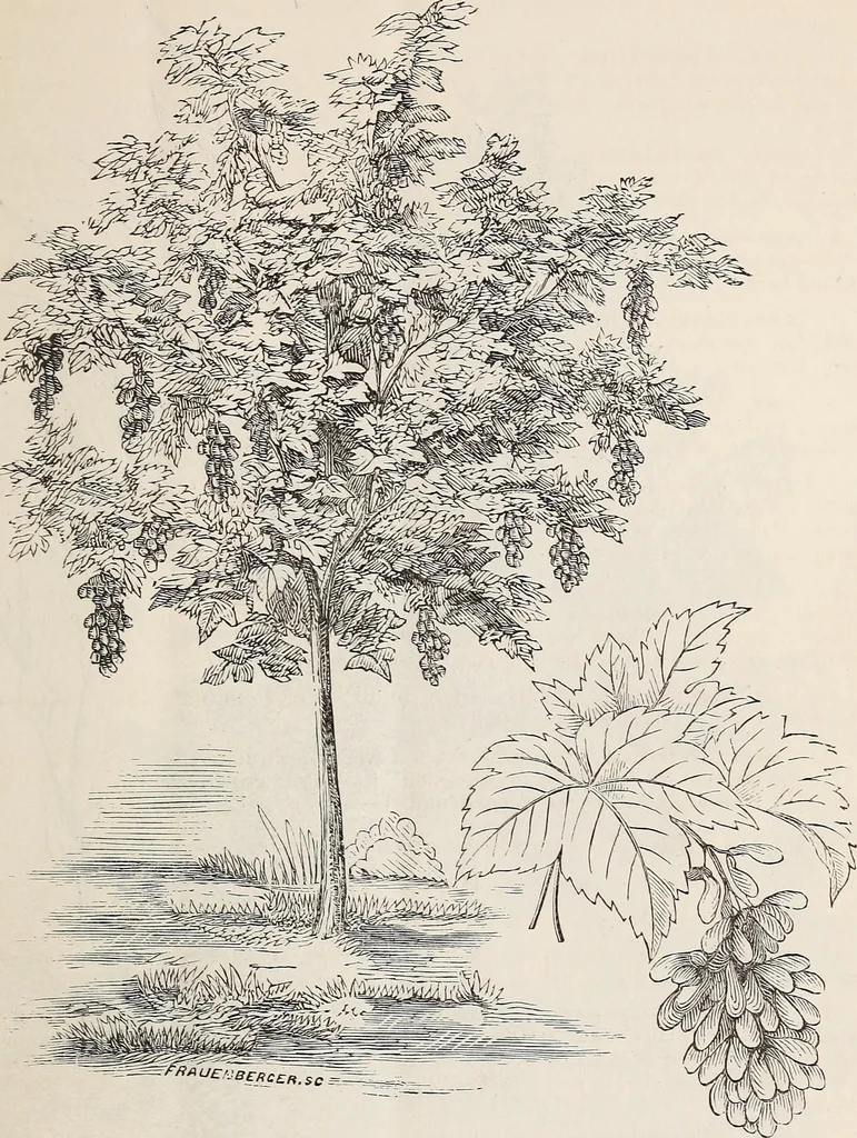 An illustration from Descriptive catalogue of ornamental trees, shrubs, roses, flowering plants, &c, 1875, leaf 11