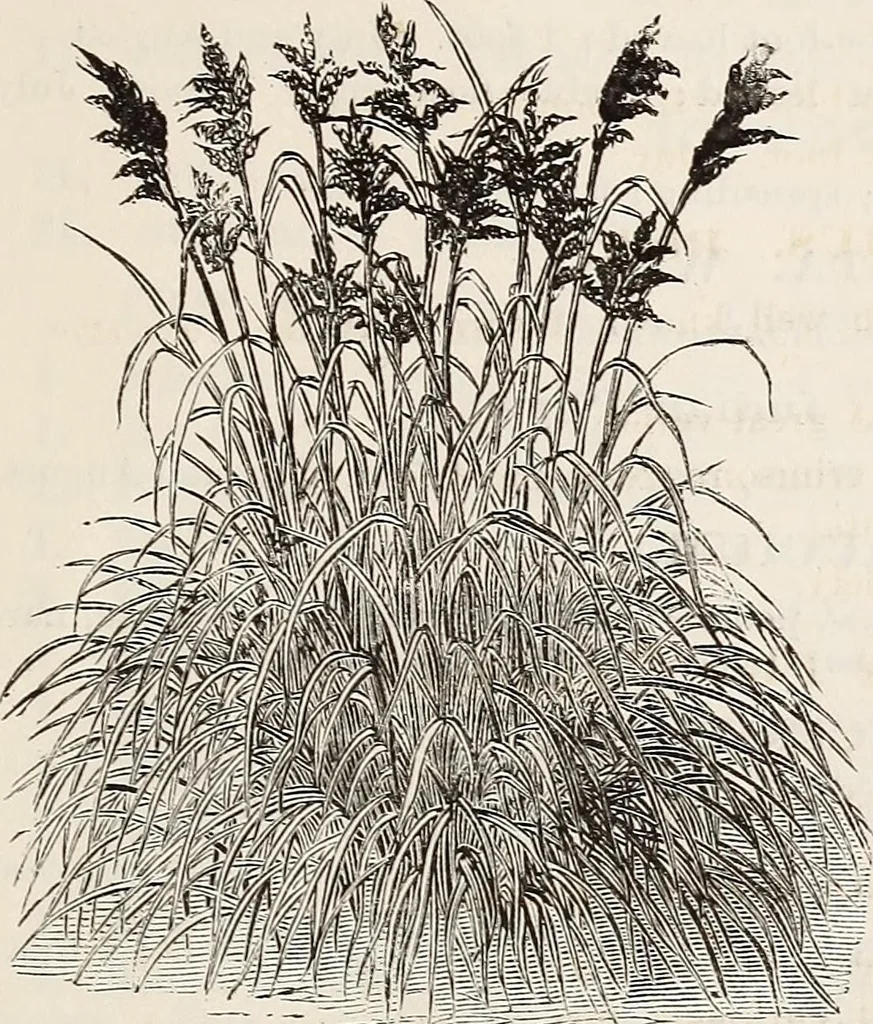 An illustration from Descriptive catalogue of ornamental trees, shrubs, roses, flowering plants, &c, 1875, leaf 111