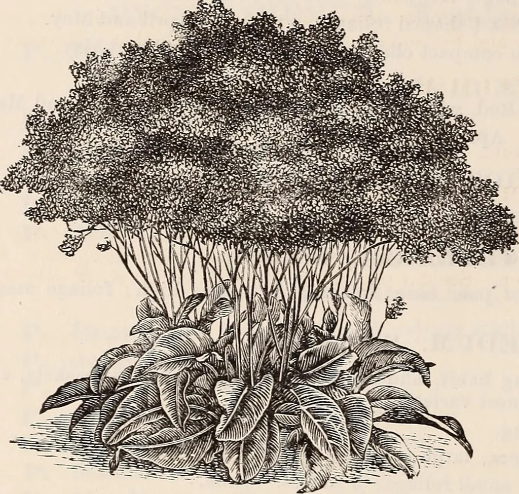 An illustration from Descriptive catalogue of ornamental trees, shrubs, roses, flowering plants, &c, 1875, leaf 118