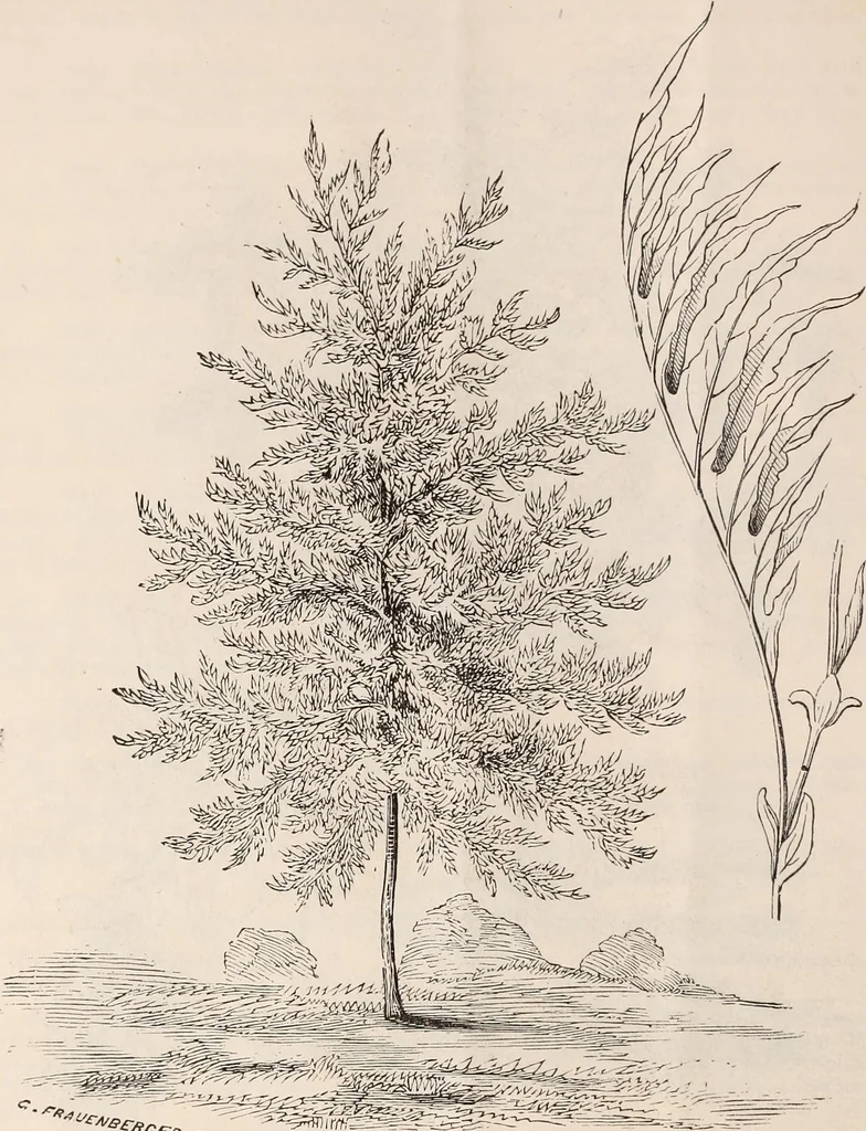 An illustration from Descriptive catalogue of ornamental trees, shrubs, roses, flowering plants, &c, 1875, leaf 12