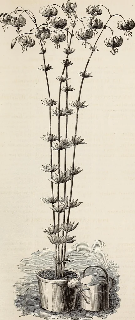 An illustration from Descriptive catalogue of ornamental trees, shrubs, roses, flowering plants, &c, 1875, leaf 125