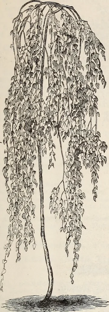 An illustration from Descriptive catalogue of ornamental trees, shrubs, roses, flowering plants, &c, 1875, leaf 15