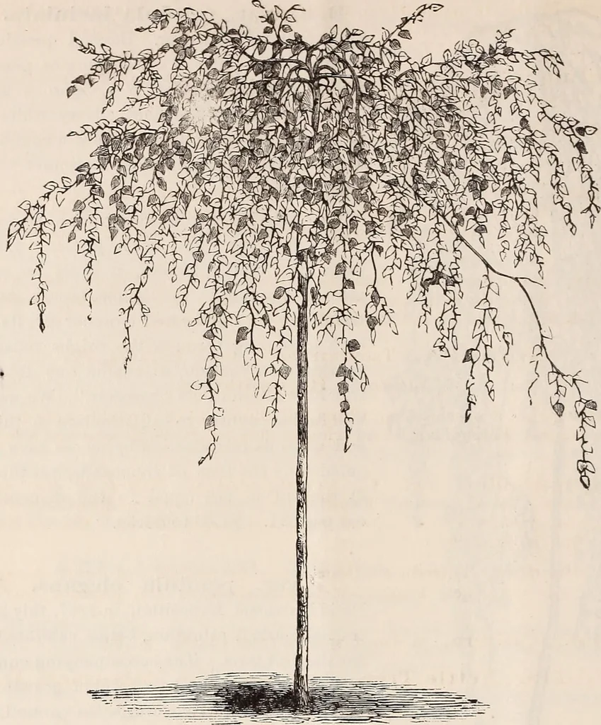 An illustration from Descriptive catalogue of ornamental trees, shrubs, roses, flowering plants, &c, 1875, leaf 16