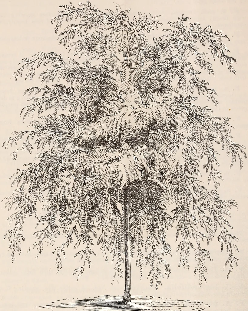An illustration from Descriptive catalogue of ornamental trees, shrubs, roses, flowering plants, &c, 1875, leaf 22