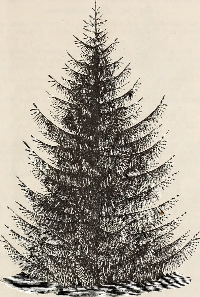 An illustration from Descriptive catalogue of ornamental trees, shrubs, roses, flowering plants, &c, 1875, leaf 23
