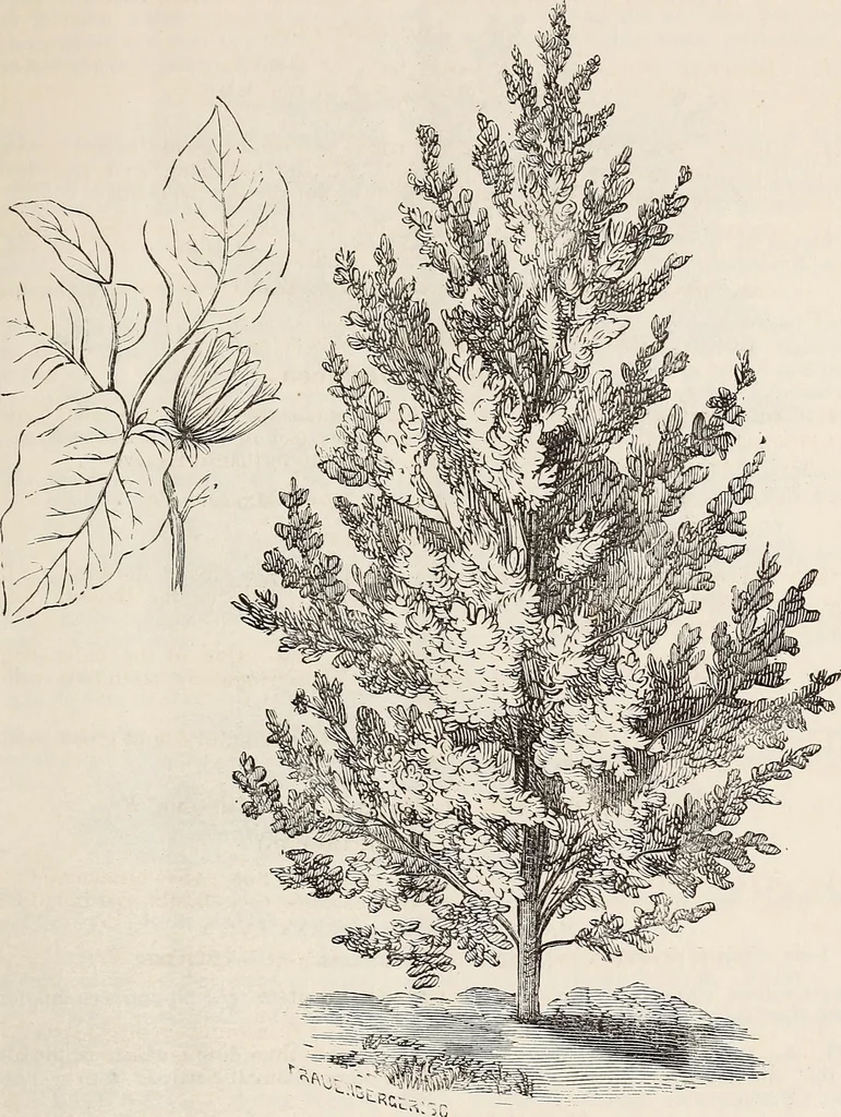 An illustration from Descriptive catalogue of ornamental trees, shrubs, roses, flowering plants, &c, 1875, leaf 25