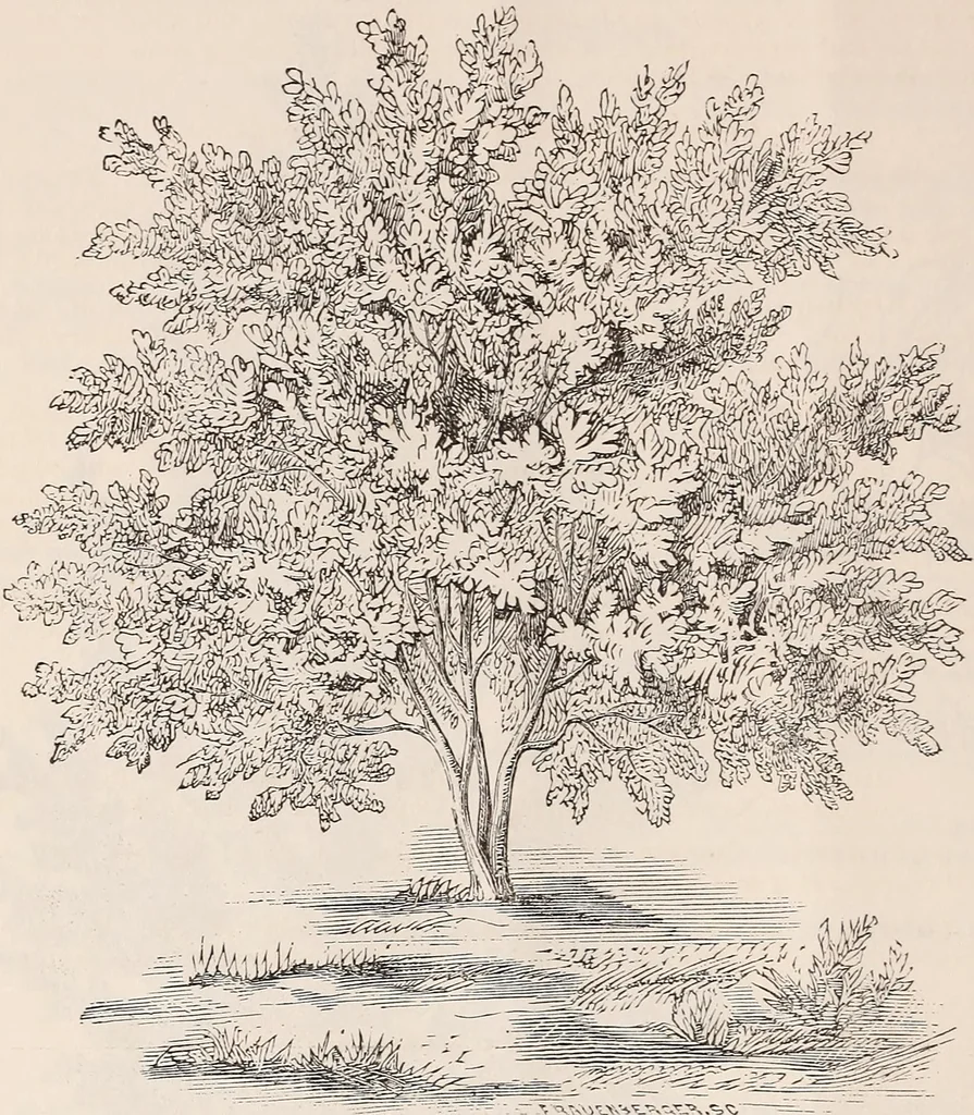 An illustration from Descriptive catalogue of ornamental trees, shrubs, roses, flowering plants, &c, 1875, leaf 26