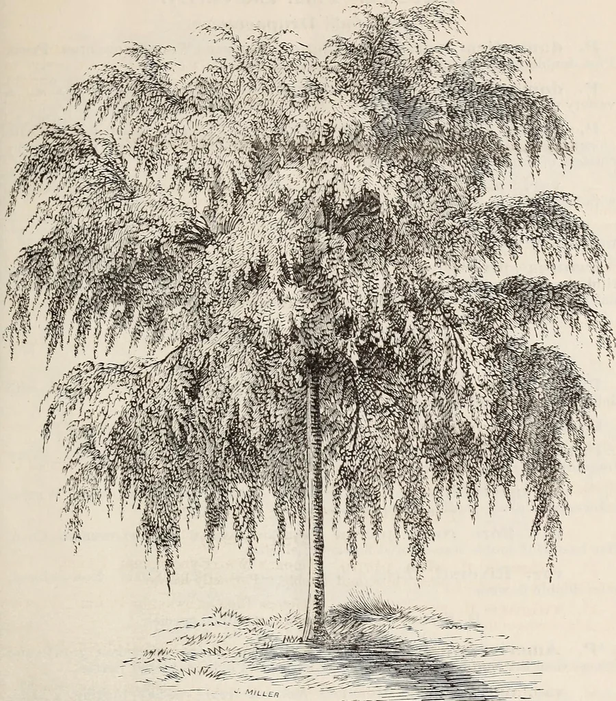 An illustration from Descriptive catalogue of ornamental trees, shrubs, roses, flowering plants, &c, 1875, leaf 29