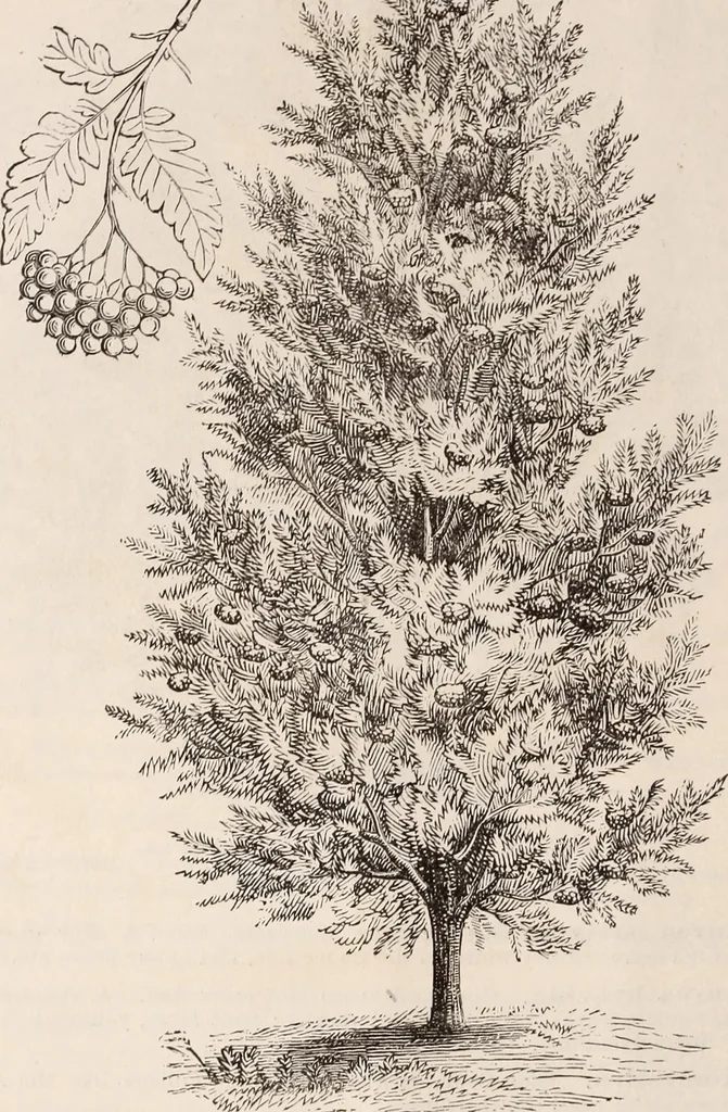An illustration from Descriptive catalogue of ornamental trees, shrubs, roses, flowering plants, &c, 1875, leaf 32