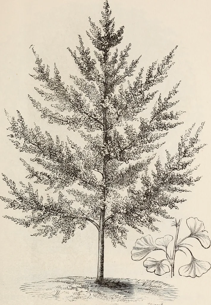 An illustration from Descriptive catalogue of ornamental trees, shrubs, roses, flowering plants, &c, 1875, leaf 33
