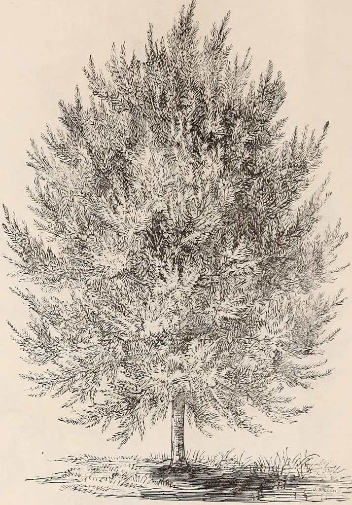An illustration from Descriptive catalogue of ornamental trees, shrubs, roses, flowering plants, &c, 1875, leaf 34