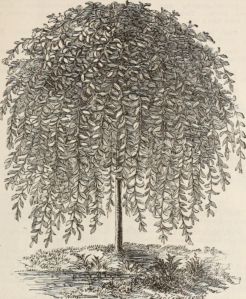 An illustration from Descriptive catalogue of ornamental trees, shrubs, roses, flowering plants, &c, 1875, leaf 35