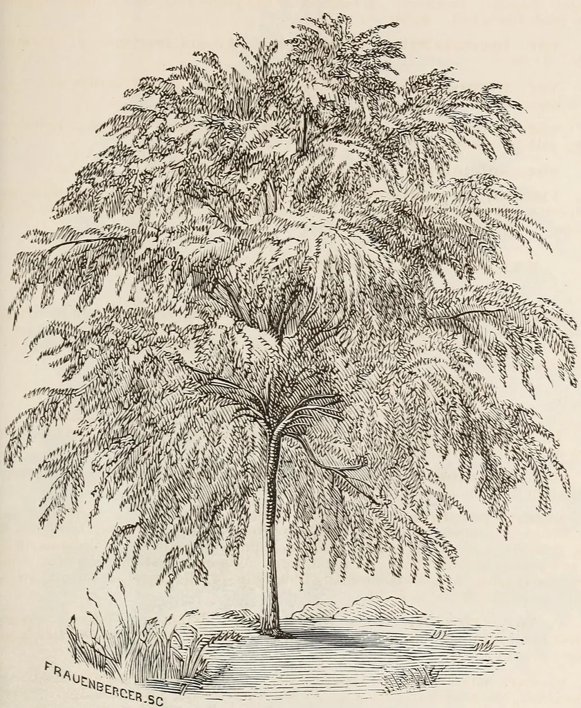 An illustration from Descriptive catalogue of ornamental trees, shrubs, roses, flowering plants, &c, 1875, leaf 37