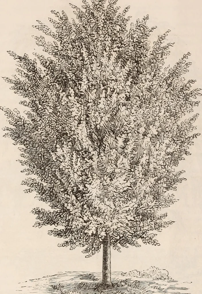 An illustration from Descriptive catalogue of ornamental trees, shrubs, roses, flowering plants, &c, 1875, leaf 38