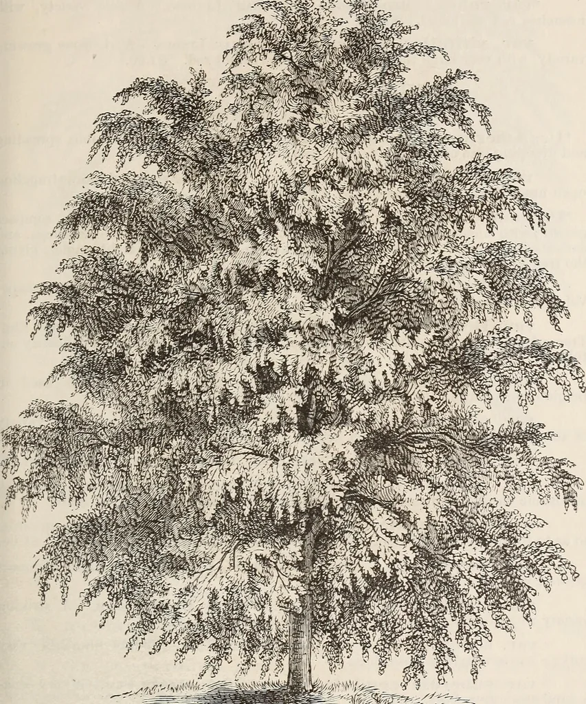 An illustration from Descriptive catalogue of ornamental trees, shrubs, roses, flowering plants, &c, 1875, leaf 39