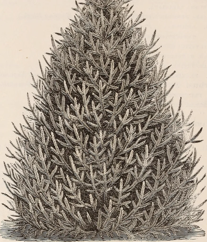 An illustration from Descriptive catalogue of ornamental trees, shrubs, roses, flowering plants, &c, 1875, leaf 44