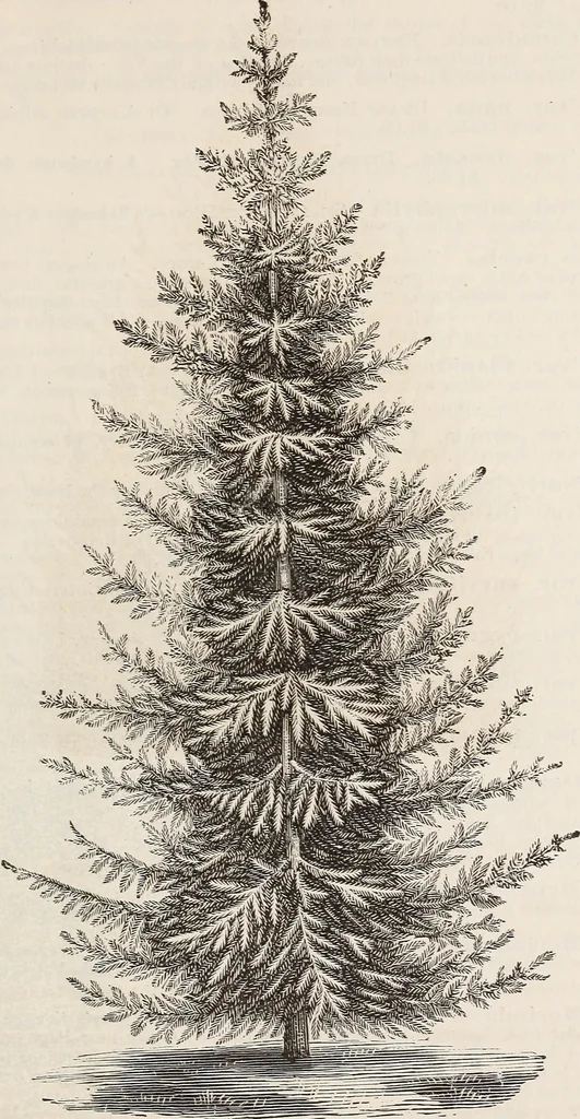 An illustration from Descriptive catalogue of ornamental trees, shrubs, roses, flowering plants, &c, 1875, leaf 45