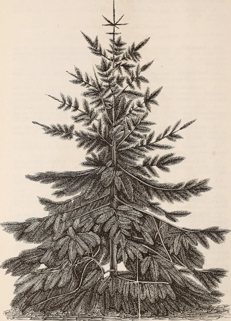 An illustration from Descriptive catalogue of ornamental trees, shrubs, roses, flowering plants, &c, 1875, leaf 48