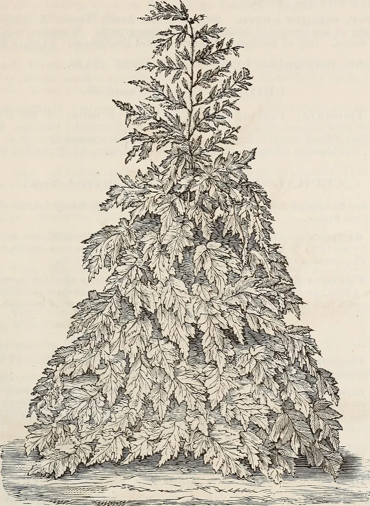 An illustration from Descriptive catalogue of ornamental trees, shrubs, roses, flowering plants, &c, 1875, leaf 49