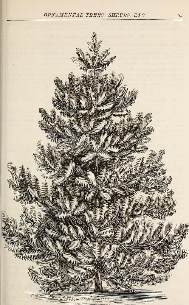 An illustration from Descriptive catalogue of ornamental trees, shrubs, roses, flowering plants, &c, 1875, leaf 53