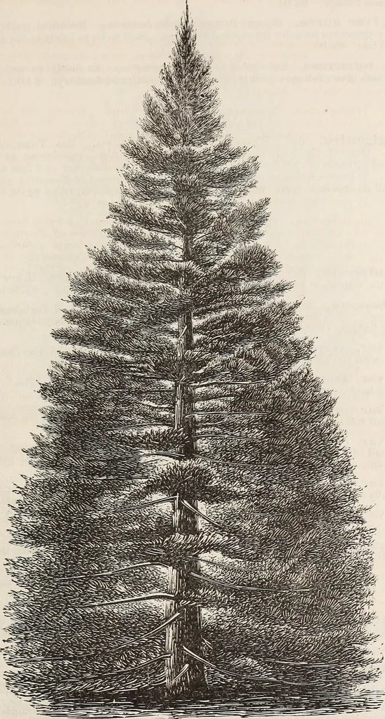 An illustration from Descriptive catalogue of ornamental trees, shrubs, roses, flowering plants, &c, 1875, leaf 55