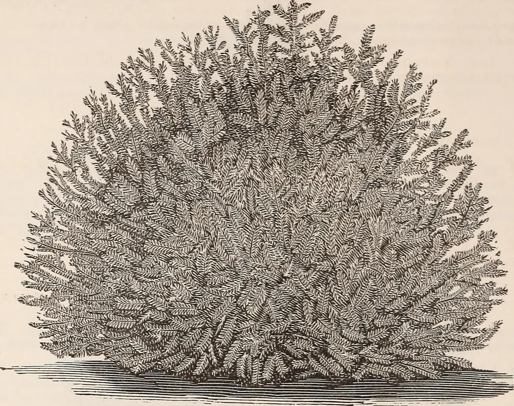 An illustration from Descriptive catalogue of ornamental trees, shrubs, roses, flowering plants, &c, 1875, leaf 58