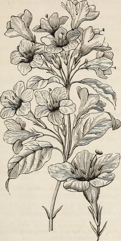 An illustration from Descriptive catalogue of ornamental trees, shrubs, roses, flowering plants, &c, 1875, leaf 65