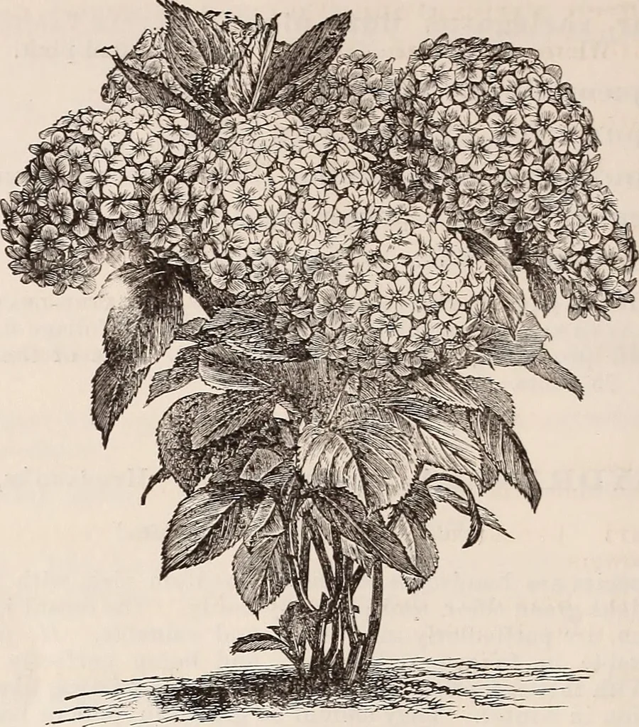 An illustration from Descriptive catalogue of ornamental trees, shrubs, roses, flowering plants, &c, 1875, leaf 68