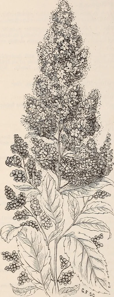 An illustration from Descriptive catalogue of ornamental trees, shrubs, roses, flowering plants, &c, 1875, leaf 72