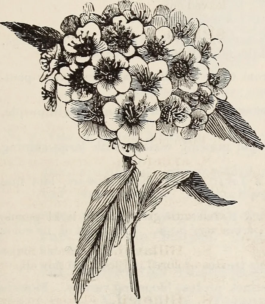 An illustration from Descriptive catalogue of ornamental trees, shrubs, roses, flowering plants, &c, 1875, leaf 73