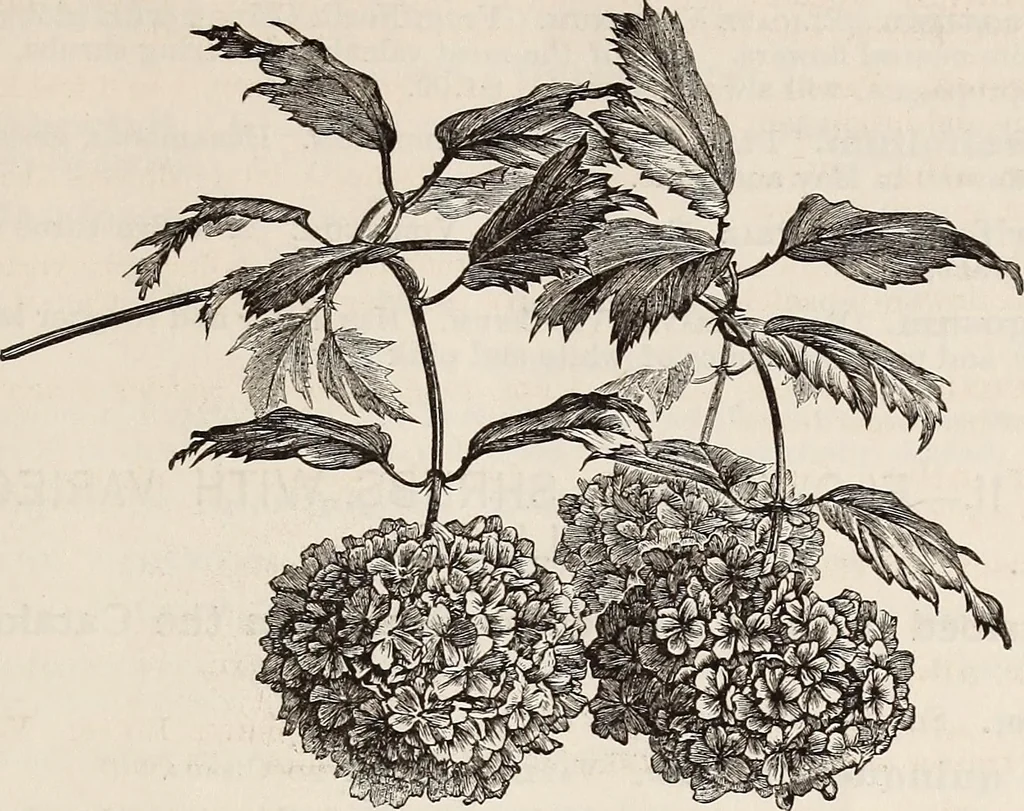 An illustration from Descriptive catalogue of ornamental trees, shrubs, roses, flowering plants, &c, 1875, leaf 75