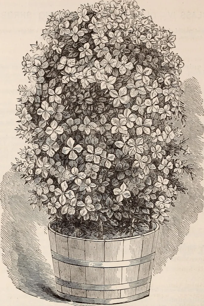 An illustration from Descriptive catalogue of ornamental trees, shrubs, roses, flowering plants, &c, 1875, leaf 80