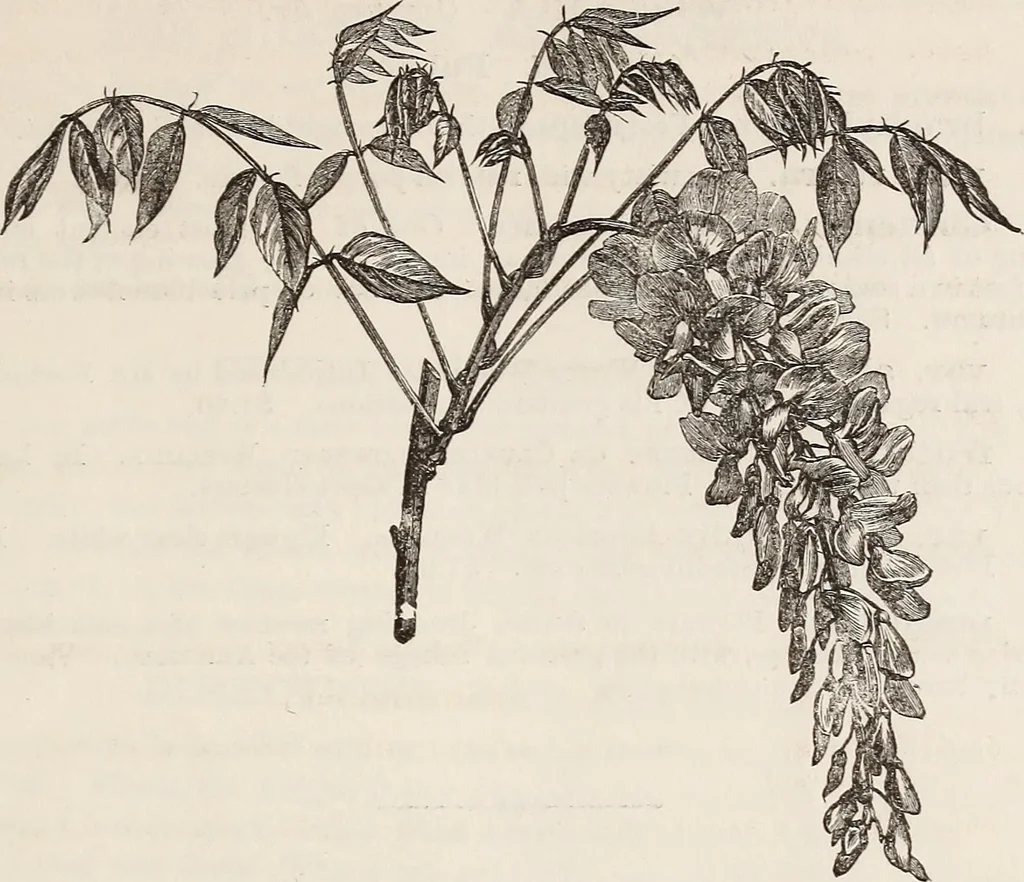 An illustration from Descriptive catalogue of ornamental trees, shrubs, roses, flowering plants, &c, 1875, leaf 83