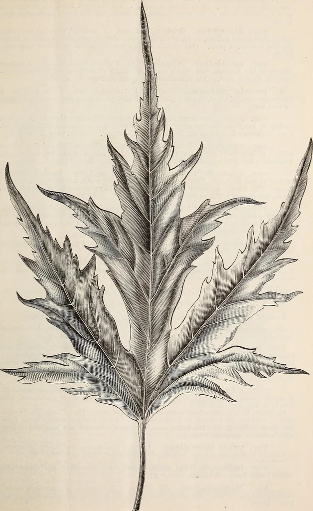 An illustration from Descriptive catalogue of ornamental trees, shrubs, roses, flowering plants, &c, 1875, leaf 9