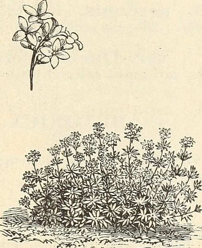 An illustration from Descriptive catalogue of hardy ornamental trees, shrubs, herbaceous perennial plants, etc. : twenty-fourth edition, 1880, leaf 100